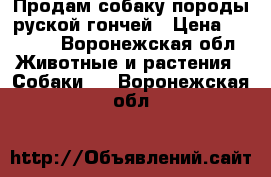 Продам собаку породы руской гончей › Цена ­ 5 000 - Воронежская обл. Животные и растения » Собаки   . Воронежская обл.